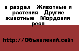  в раздел : Животные и растения » Другие животные . Мордовия респ.